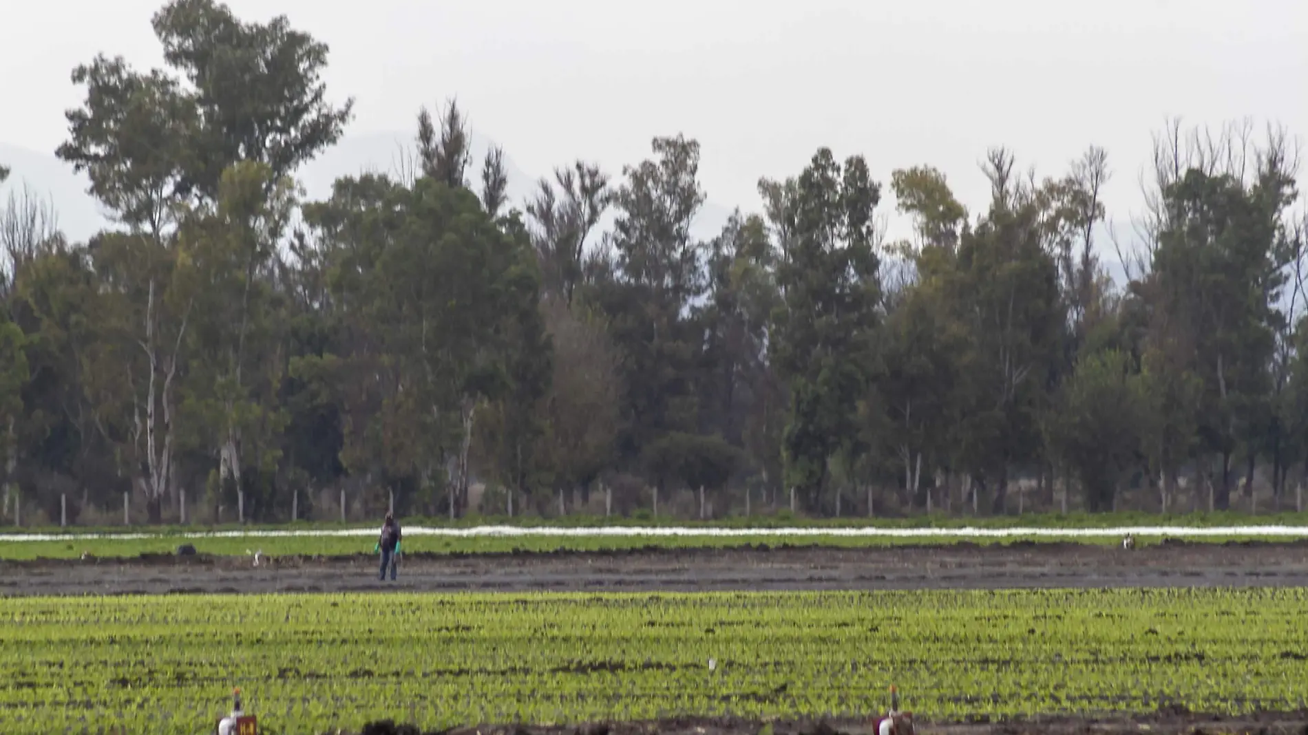 Brócoli y lechuga es lo que más exportan productores de Pedro Escobedo.  Foto César Ortiz  El Sol de San Juan del Río.